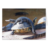 Free Ride (Front Horizontal)