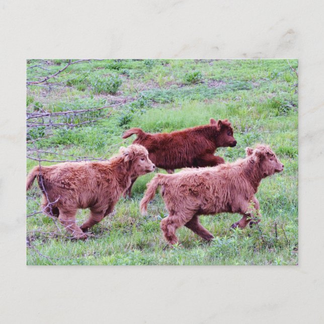 Free Run on the Field Postcard (Front)