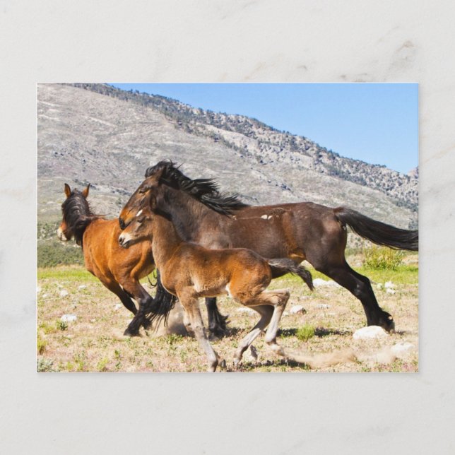 Free Spirits Postcard (Front)