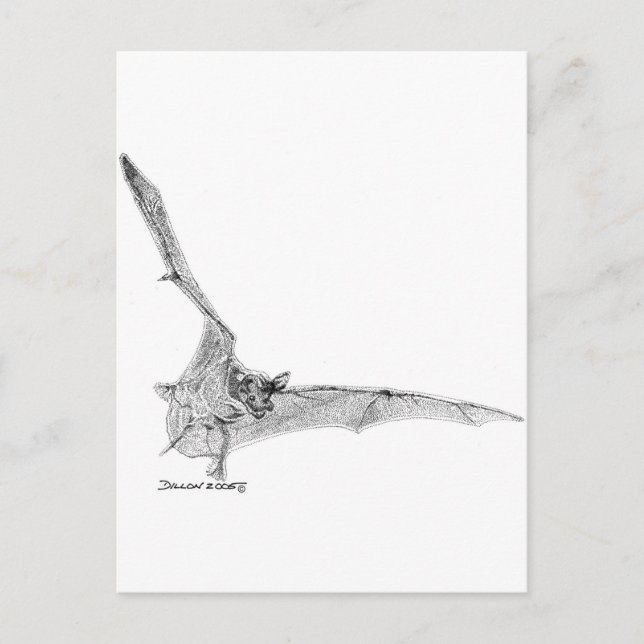 Free Tailed Bat Postcard (Front)