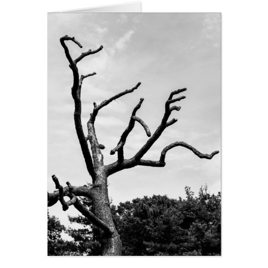 free tree cards (Front)