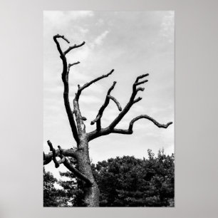 free tree poster