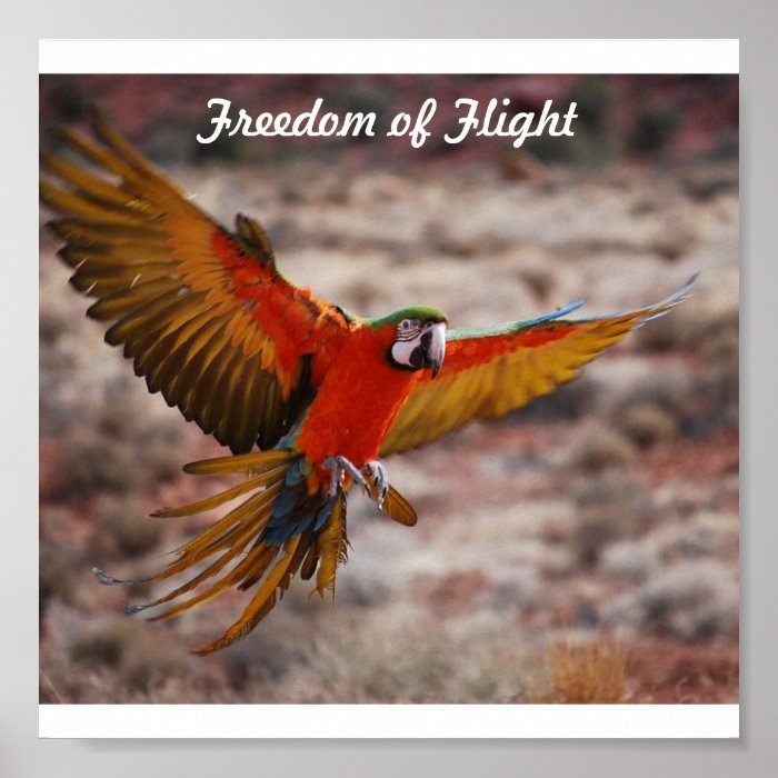 Freedom of Flight Poster