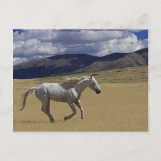 Freedom On The Run Postcard