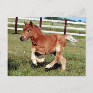 Freedom  Postcard