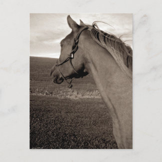 Freedom Postcard