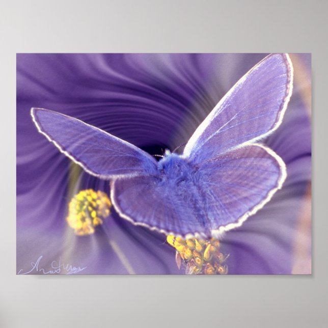 Freedom Poster (Front)