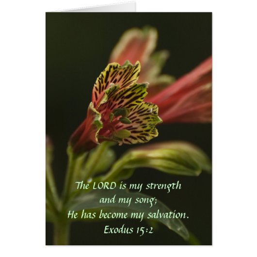 Freesia Blossoms Cards (Front)
