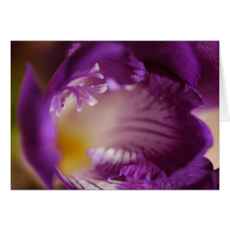 Freesia Cards