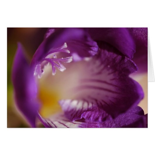 Freesia Cards (Front Horizontal)