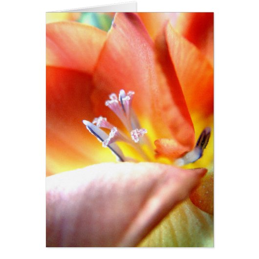 Freesia | cards (Front)