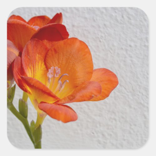 Freesia Flower Stickers with Copyspace