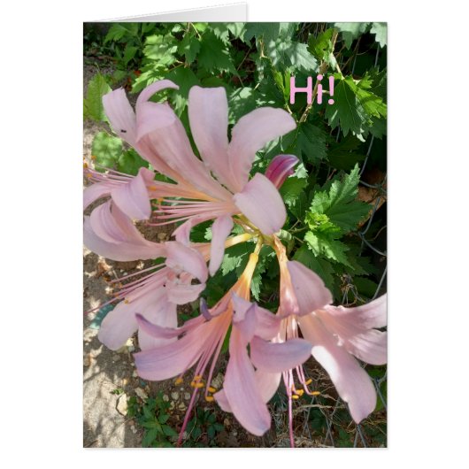 Freesia in natural world setting. Pinkish-lavender (Front)