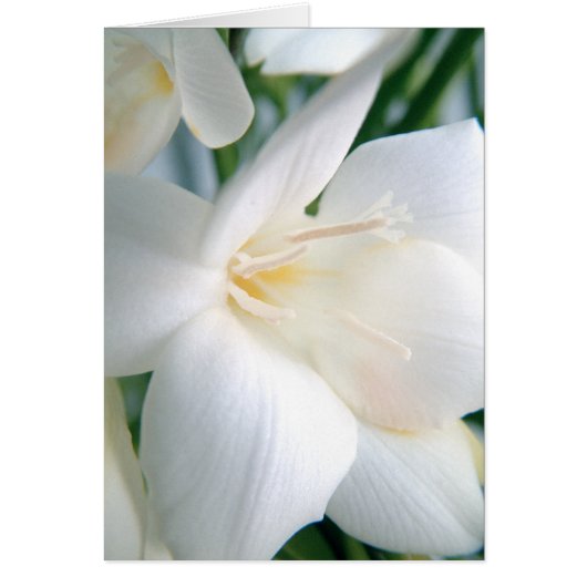Freesia | White | Cards (Front)