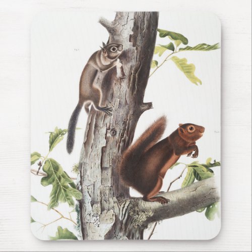 Fremonts Squirrel and Sooty Squirrel Illustration Mouse Pad