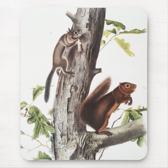 Fremont's Squirrel and Sooty Squirrel Illustration Mouse Pad (Front)