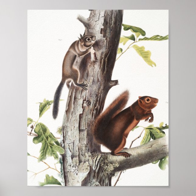 Fremont's Squirrel and Sooty Squirrel Illustration Poster (Front)