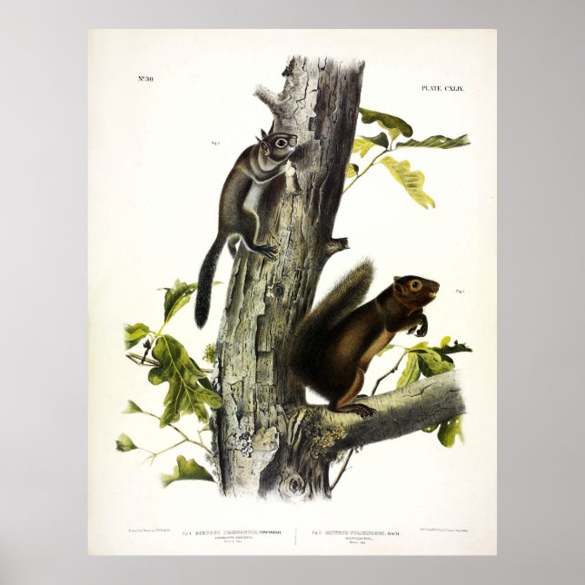 Fremont's Squirrel, Sooty Squirrel, by Audubon Poster (Front)