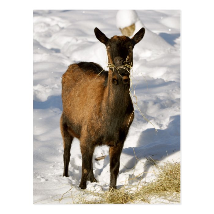 French alpine goat in the snow postcard 