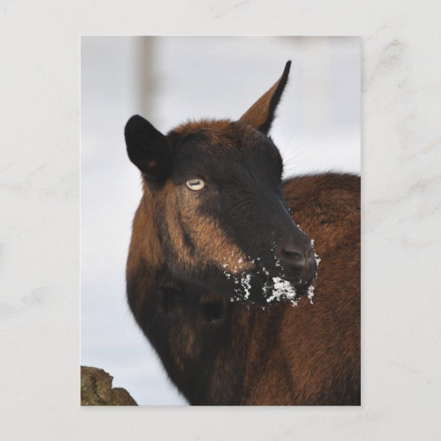 French alpine goat postcard (Front)