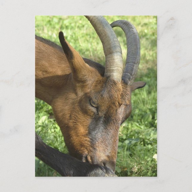 French alpine goat postcard (Front)