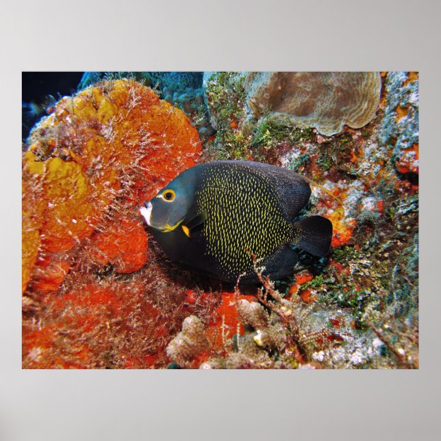 French Angelfish in the Coral Poster (Front)