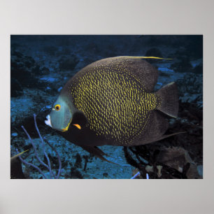 French Angelfish Poster