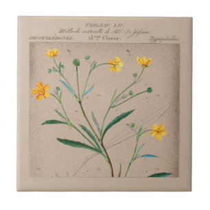 French Botanical Buttercup Illustration Ceramic Tile