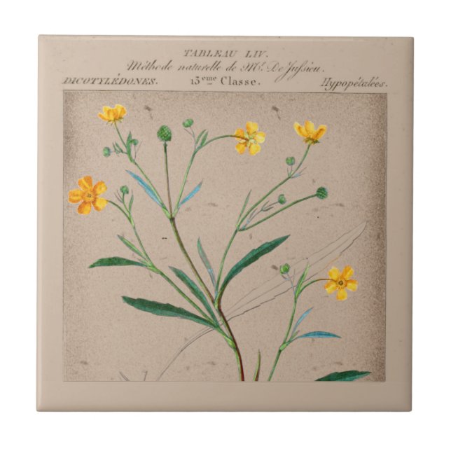 French Botanical Buttercup Illustration Ceramic Tile (Front)