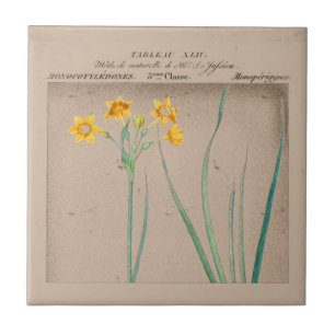 French Botanical Daffodil Illustration Ceramic Tile