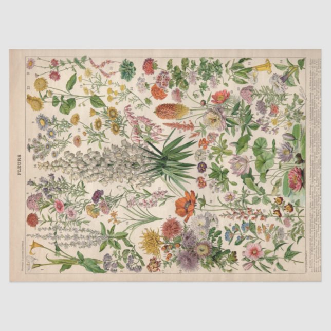 French Botanical Fleurs Tissue Paper (Front)