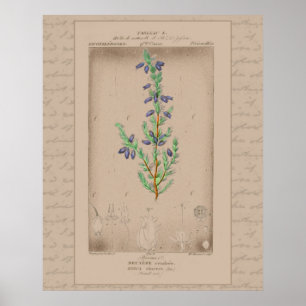 French Botanical Illustration Bell Heather Poster