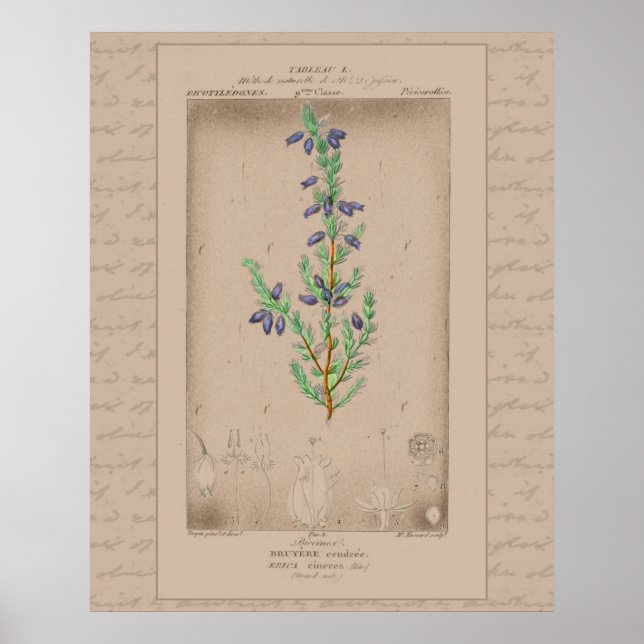 French Botanical Illustration Bell Heather Poster (Front)