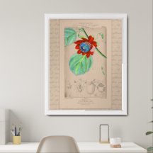 French Botanical Illustration Passionflower