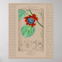 French Botanical Illustration Passionflower