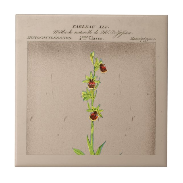 French Botanical Spider Orchid Ceramic Tile (Front)