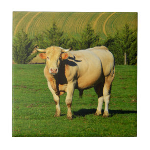French bull ceramic tile