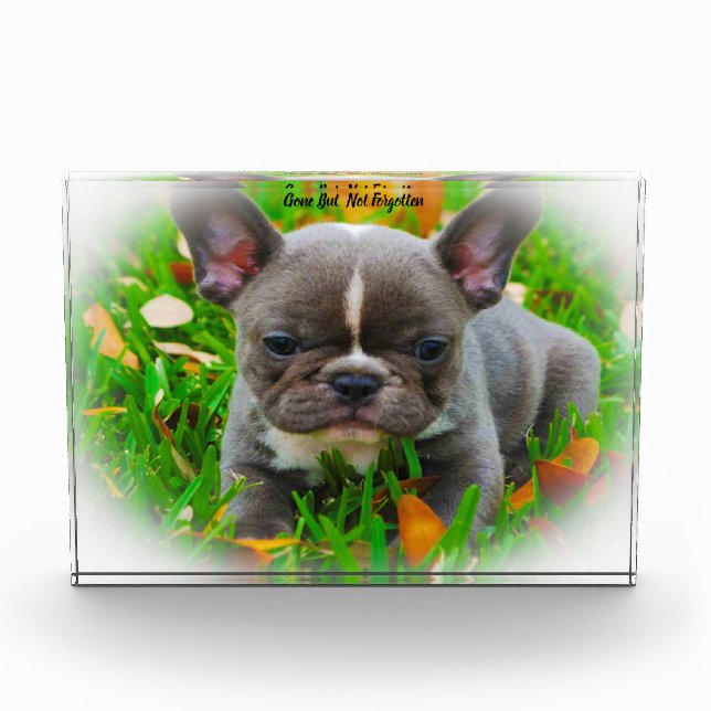 French Bull Dog. Acrylic Award (Front)