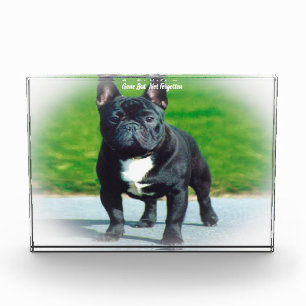 French Bull Dog. Acrylic Award