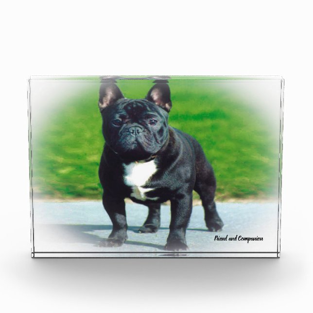 French Bull Dog. Photo Block (Front)