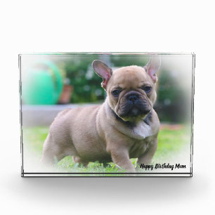 French Bull Dog Photo Block