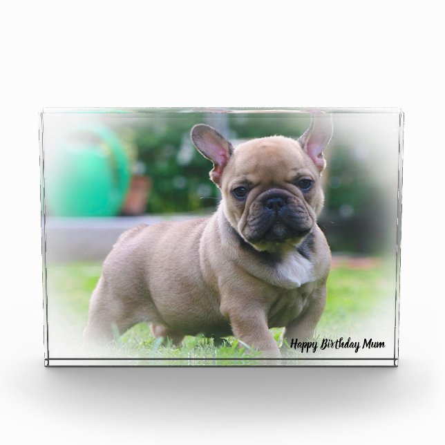 French Bull Dog Photo Block (Front)