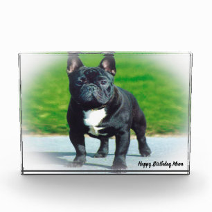 French Bull Dog Photo Block