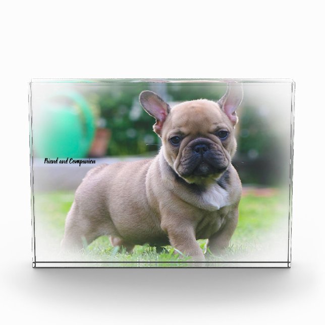 French Bull Dog. Photo Block (Front)