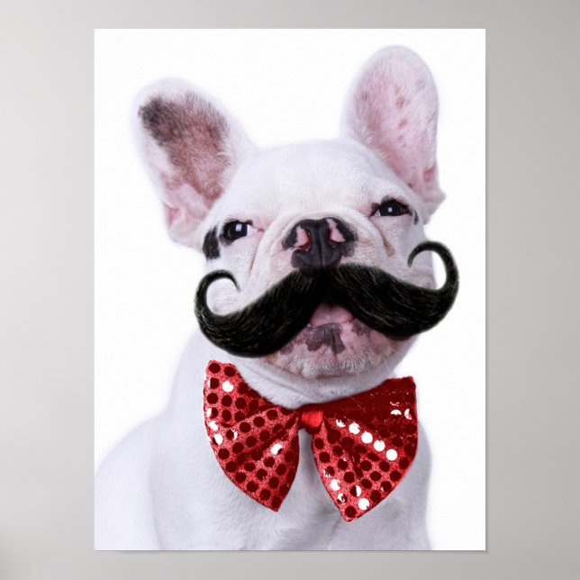 French Bull Dog Puppy With Mustache Poster (Front)