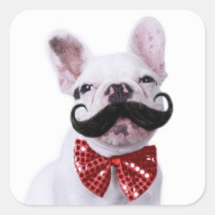 French Bull Dog Puppy With Mustache Square Sticker