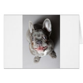 French bulldog (Front Horizontal)