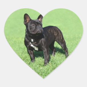 French Bulldog 2 Heart Sticker