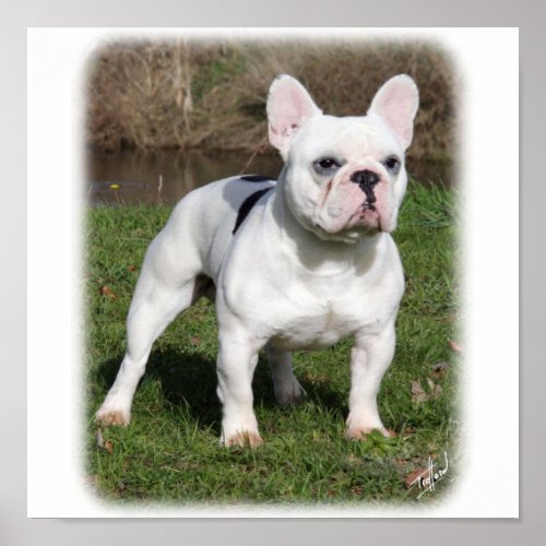 French Bulldog 9Y202D_134 Poster