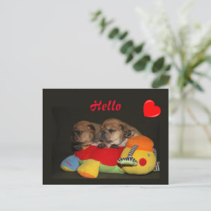 French Bulldog Adorable Puppies French Bulldog Postcard